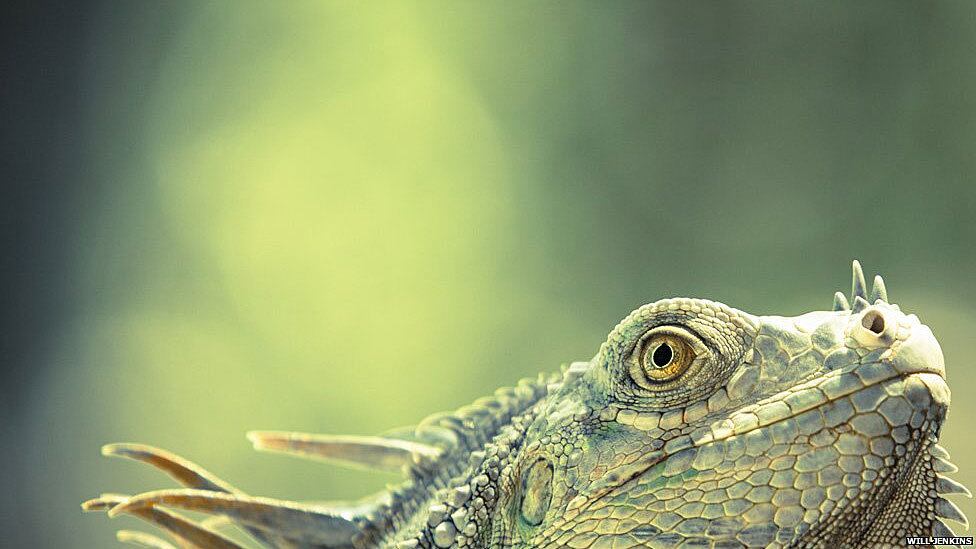 Na categoria fotógrafos entre 11 e 14 anos, esta
foto de Will Jenkins foi uma das finalistas. O britânico estava de férias com a
família em um hotel da Costa Rica quando uma iguana verde pulou do telhado e
foi para perto da piscina. Ele tentou se aproximar enquanto a iguana tomava sol
e fez a foto

BBC Brasil - Todos os direitos reservados - É proibido todo tipo de reprodução sem autorização por escrito da BBC
