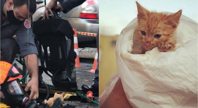 A gata recebeu o nome de Rebeca e recebeu atendimento dos veterinários do instituto