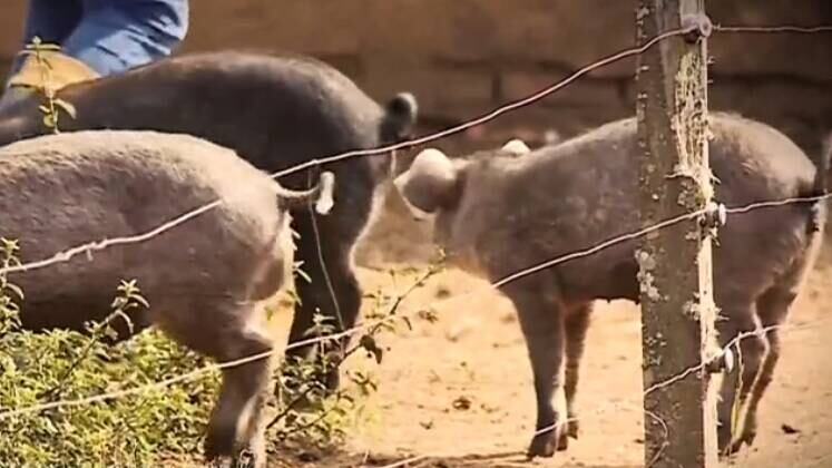 O homem sempre tratou o porco para ser abatido um dia. Mas, logo antes da festa, os planos mudaram e uma tragédia aconteceu. Ernesto foi servir a última refeição ao suíno, e não voltou mais
