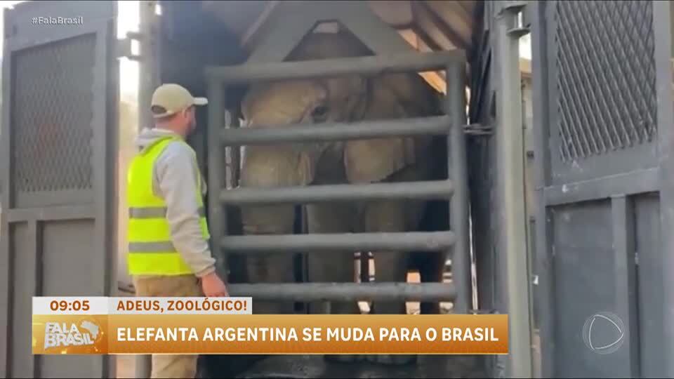 Elefanta argentina é transferida para santuário na Chapada dos Guimarães (MT)