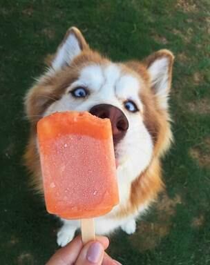 Os animais de estimação também sentem os efeitos das altas temperaturas do verão, principalmente os mais peludos. Além da hidratação adequada e a famosa sombrinha, o sorvete de fruta natural é uma boa pedida para refrescar os pets no calor. Eles adoram lamber o gelo e sentir o sabor! A seguir, especialistas dão dicas e ensinam receitas caseiras para a diversão