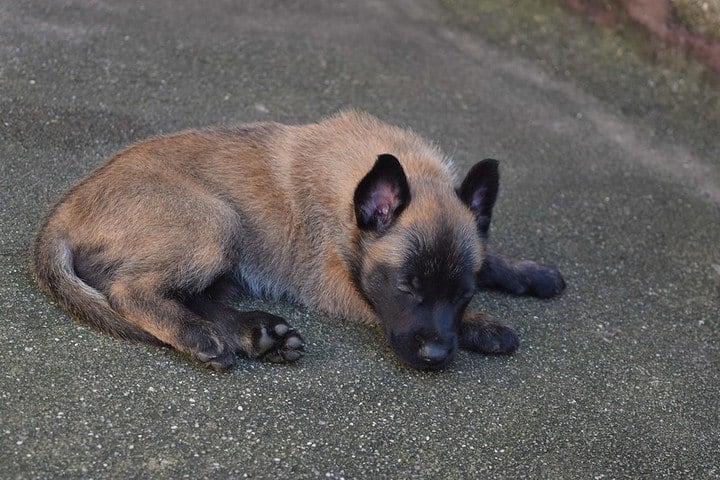 Com o reforço, a tropa canina da Guarda passa a contar com 38 cães das raças belga de malinois, pastor alemão, fox paulistinha e dálmata. A última "contratação" de novos integrantes com cães nascidos na própria instituição aconteceu em 2017 e em 2018, quando cachorros foram recebidos por meio de doação