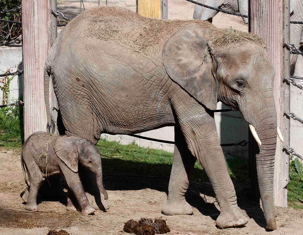 

Elefante recém-nascida e ainda sem nome caminha ao lado de
sua meia-irmã mais velha, Mongu, no zoológico de Viena, na Áustria

