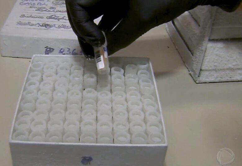 "Cada tubinho que eu coleto, eu coleto um pedacinho de regiões diversas, então eu amplio a possibilidade de encontrar tecido positivo", explica a coordenadora da pesquisa Maria Laura do Nascimento.