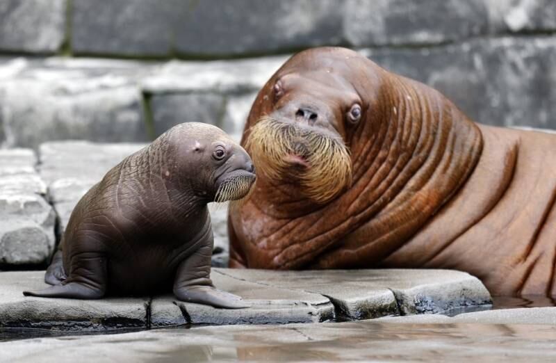 A Morsa Dyna e seu filhote
descansam no zoológico Hagenbeck, em Hamburgo, na Alemanha. O bebê morsa, ainda
sem nome, nasceu no dia 15 de junho e foi a primeira vez que uma morsa nasceu
na Alemanha