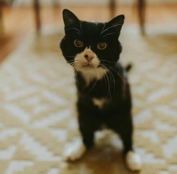 E aí, esse olhar de Rexie Roo conquistou você também?
Leia mais: Homem transforma espaço na parede em quarto para gato