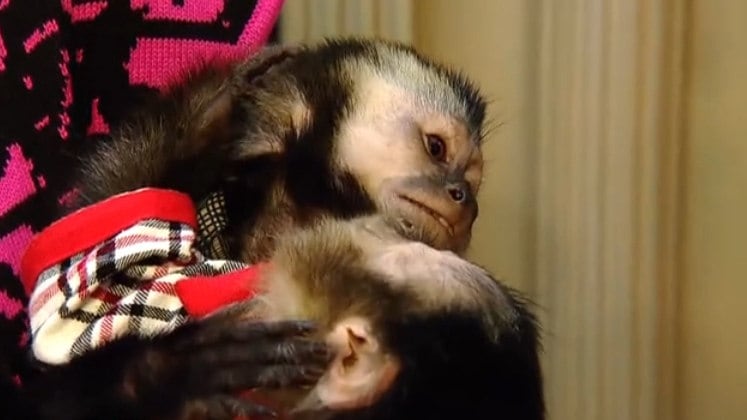 Virgílio Alcides de Farias, advogado especialista em Direito ambiental, explicou que é necessário obedecer várias regras para ter um animal silvestre. A primeira é que o bicho tenha nascido em cativeiro e venha de um criadouro legalizado