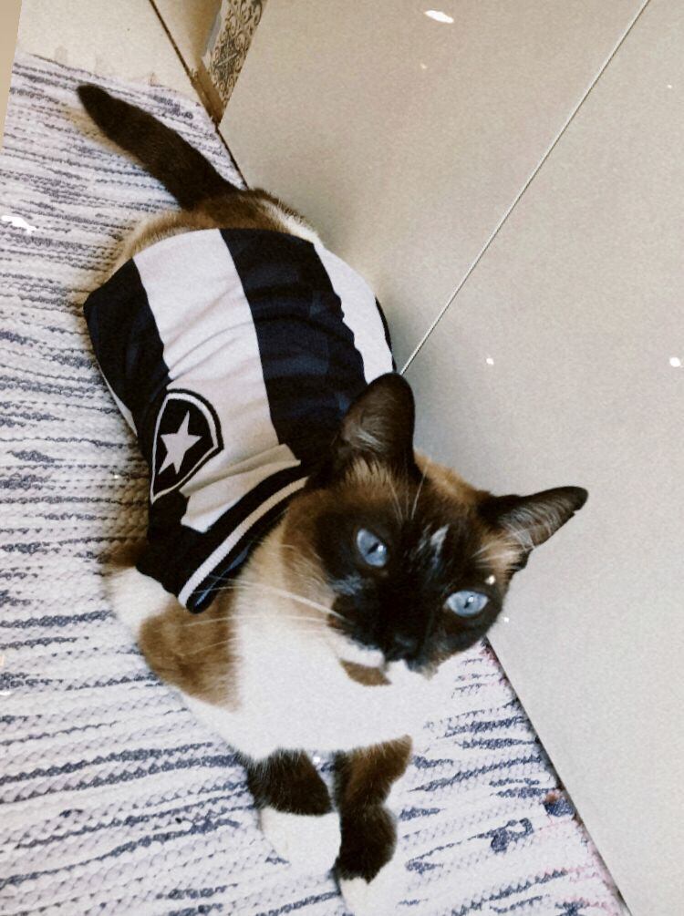 Ela está podendo, ela tira onda e está em alta desde o começo do Campeonato Brasileiro. Esperança, o nome desta gata botafoguense, carrega uma linda história de superação na bagagem. Ela é uma siamesa, com aproximadamente 3 ou 4 anos, residente de Ramos, na zona norte do Rio de Janeiro. Ela foi resgatada das ruas pela sua tutora Fabiana Lima, que diz ter sido escolhida pelo animal durante um almoço em um restaurante chamado justamente Esperança. "Eu, minha filha e meu esposo fomos almoçar em um dia de domingo, e o restaurante estava razoavelmente cheio. A gata veio na minha direção e deitou no meu colo. Na época, estava fora de cogitação eu ter um animal, e minhas filhas pedindo para que a levasse. Foi quando um rapaz disse que a gata estava prenha e aí, eu pensei, eu não quero uma gata que esteja prenha. Quando terminamos e fomos embora, ela veio atrás, e aquilo tocou o meu coração", explica Fabiana