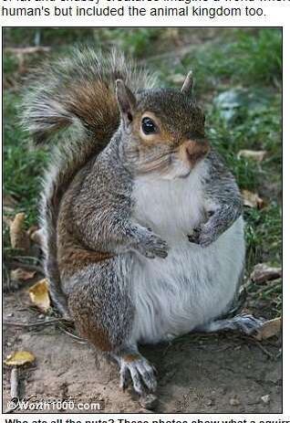 E se o problema da obesidade atingisse boa parte dos animais? Como eles seriam? Imagine quantas nozes esse esquilo teve que comer para ficar assim!
