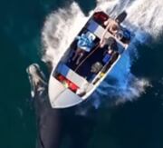 Apesar do acidente, tanto o filhote quanto a mãe parecem estar em boas condições