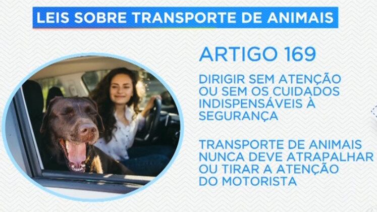 O artigo 169 do CTB faz referência ao ato de dirigir sem atenção ou sem os cuidados indispensáveis à segurança, isso quer dizer que o transporte de animais nunca deve atrapalhar o motorista ou tirar a atenção dele
