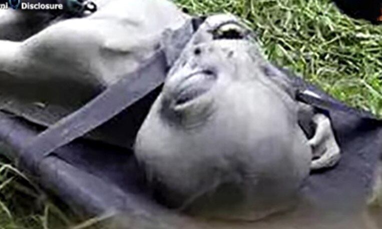 Veja mais de perto. Segundo o blog, a criatura foi achada por soldados que fizeram de tudo para esconder as informações. Outros sites e blogs especializados em OVNis e ETs também divulgaram o vídeo, sem no entanto oferecer mais dados sobre o suposto alienígena. A foto foi devidamente gongada por centenas de internautas, mas muitos disseram jamais ter visto uma foto tão bem definida