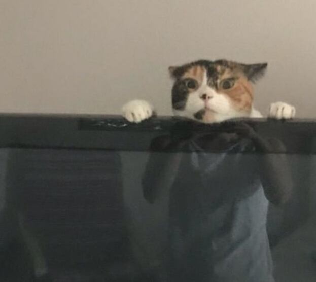  Uma foto que os egípcios teriam orgulho de ver: metade humano e metade gato