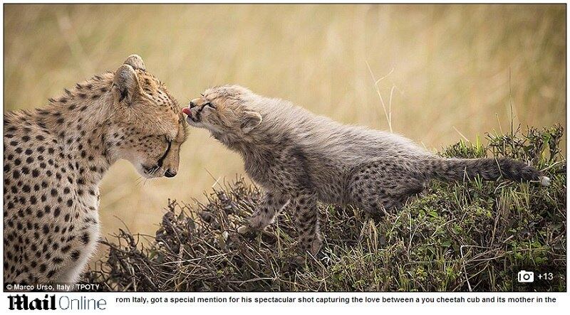 O italiano Marco Urso também recebeu uma
menção especial por este retrato do amor entre uma guepardo e seu filhote em Masai
Mara, no Quênia
