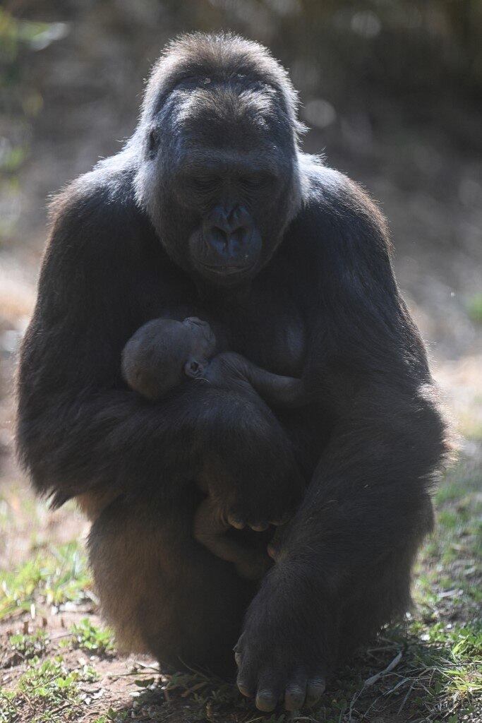 BRAZIL-ZOO-GORILLA
Western lowland gorilla Imbi and her baby gorilla are seen at the zoo in Belo Horizonte, Brazil, on September 24, 2021. The baby gorilla was born on September 3, 2021, and is the fifth of the species -which appears on the International Union for Conservation of Nature (IUCN) red list as critically endangered- to be born in the zoo, the only one in South America to succeed in breeding the species.
DOUGLAS MAGNO / AFP