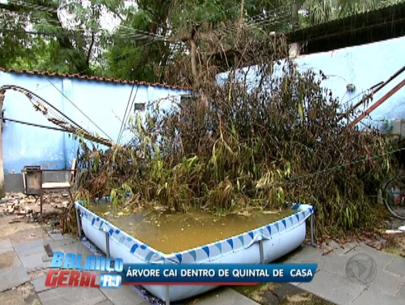 Uma árvore caiu dentro de um quintal em Jacarepaguá, na zona oeste do Rio