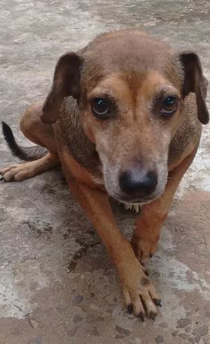 Bolinha não será sacrificado