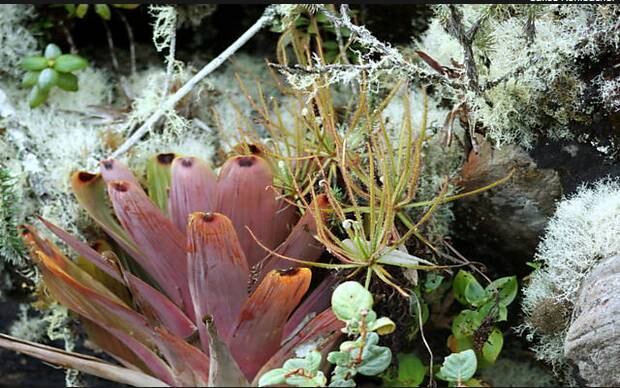 Isso mata os insetos sufocados, enquanto são lentamente digeridos por enzimas presentes nos tentáculos da planta