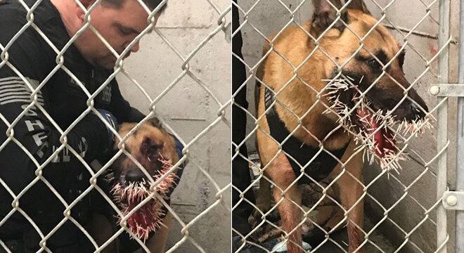 Odin ficou com mais de 200 espinhos presos no corpo