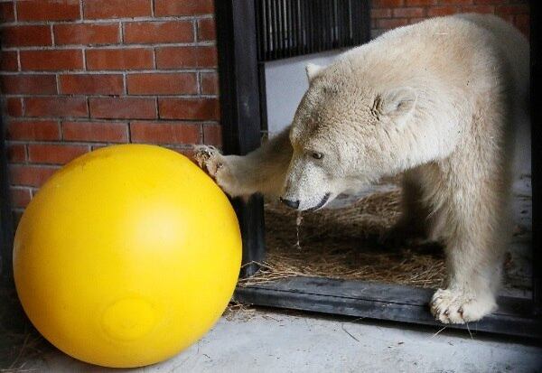 Um filhote de urso polar, que tem cerca de 10 meses de idade, foi encontrado recentemente na região de Dikson, na Rússia. Resgatado pelo zoológico Royev Ruchey em Krasnoyarsk, o animal está em fase de adaptação