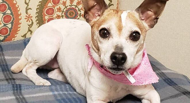 Mais de 60 cães conseguiram encontrar uma família