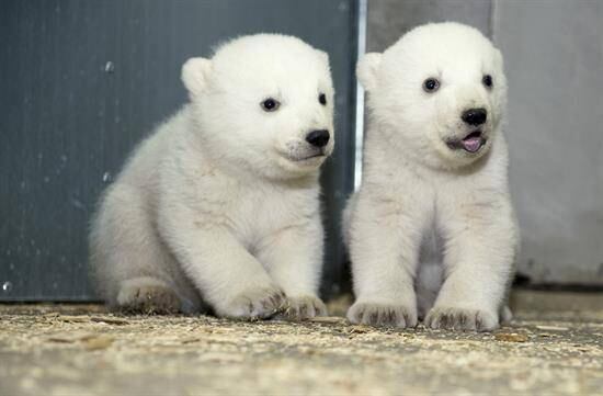 Idênticos, ursos polares gêmeos vivem em zoológico na Alemanha
