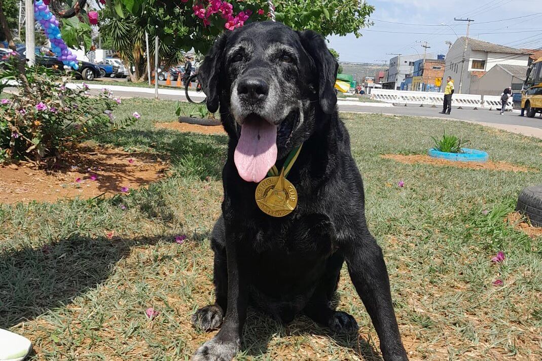Cachorro que trabalhou 9 anos em corpo de bombeiros do DF morre em Brasília