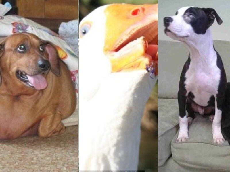 O ano de 2013 foi cheio de emoções para muitos bichinhos. Eles passaram por poucas e boas, mas conseguiram dar a volta por cima para viver o próximo ano muito melhor. Relembre as histórias que emocionaram o mundo animal nas imagens a seguir