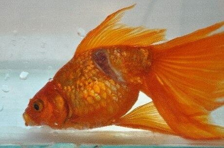 Peixinho se recuperando da cirurgia