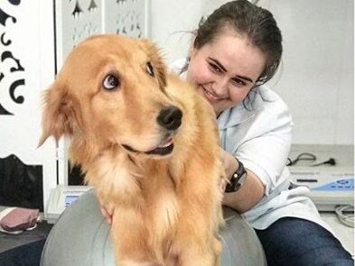 Com apenas uma pata saudável, Olívia demorou um tempo para se adaptar à cadeira de rodas. Mas, com muito esforço, paciência e fisioterapia, a golden está cada vez mais desenvolta