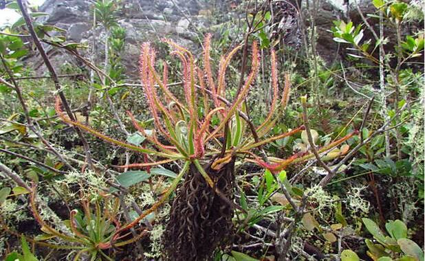 Uma nova espécie de planta carnívora gigante foi descoberta em Minas Gerais. A maior novidade, porém, não é a planta, e sim o modo como ela foi descoberto: pelo Facebook