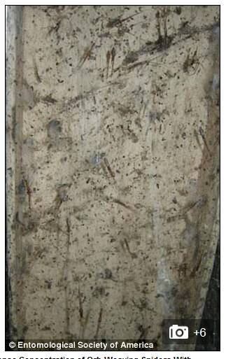 A partir de uma estimativa, a equipe responsável disse que eram uma média de 35,176 aranhas por metro cúbico