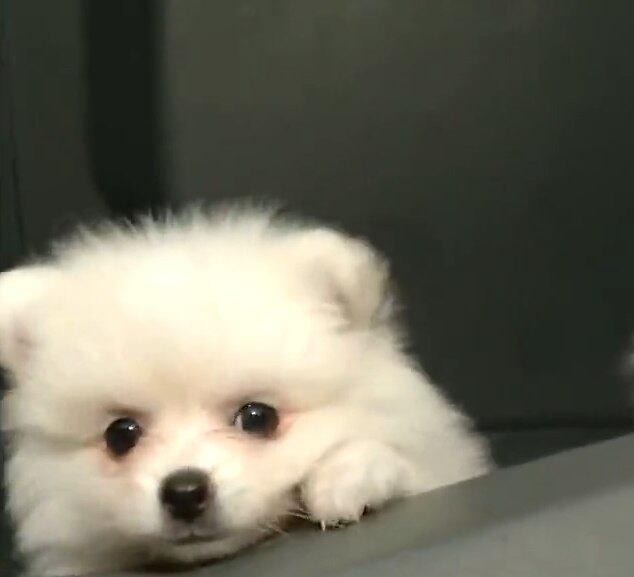 Os criminosos foram presos durante uma patrulha da Polícia Militar de São Paulo na região de Santo Amaro. Agentes que passavam na frente de um estacionamento acharam a atitude de quatro homens suspeita. Ao fazerem a abordagem, constataram que dois suspeitos estavam armados