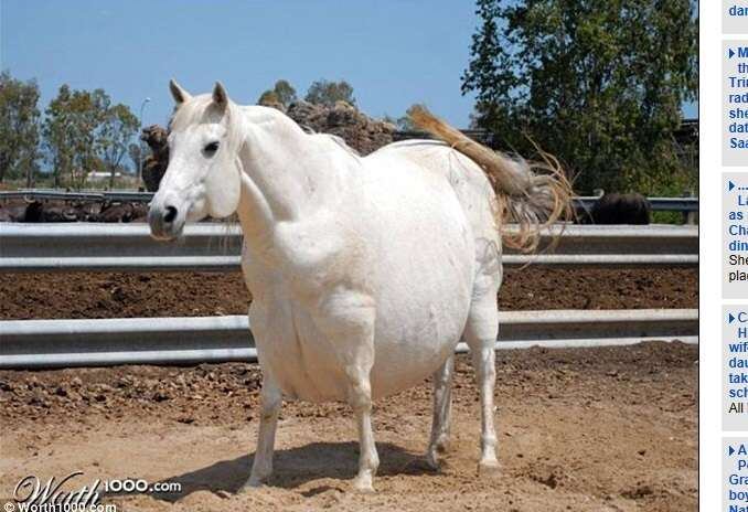 Poderia ser muito difícil para esse cavalo pular obstáculos


