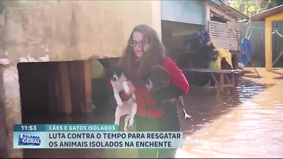 Voluntários trabalham para salvar vidas de animais ilhados em meio a chuvas intensas no RS