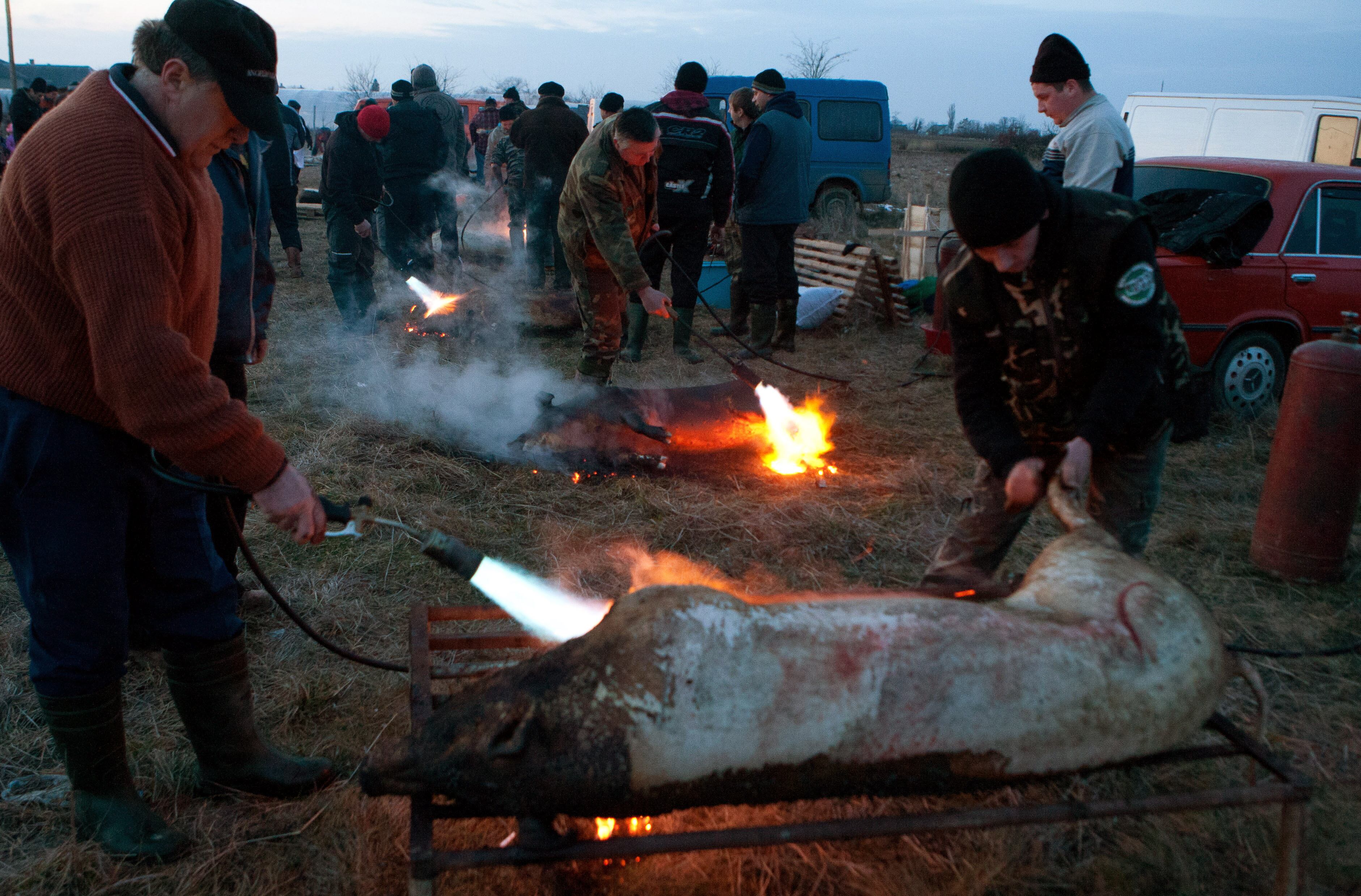 Porcos são preparados antes da comilança começar em festival na Ucrânia