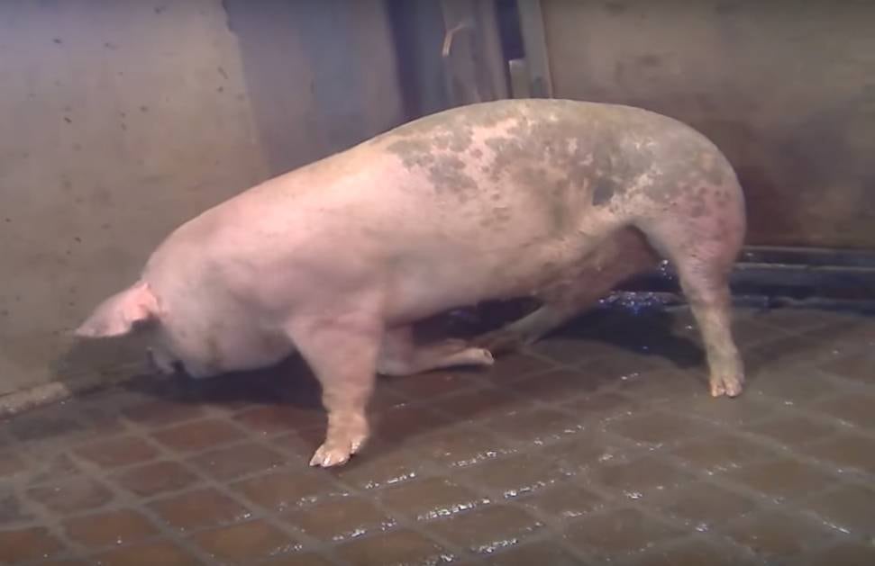 A Quality Pork Processors afirmou que "já tinha tomado medidas disciplinares" antes de tomar conhecimento do vídeo, e que a versão editada divulgada pela ONG Compassion Over Killing "não conta a história completa"
