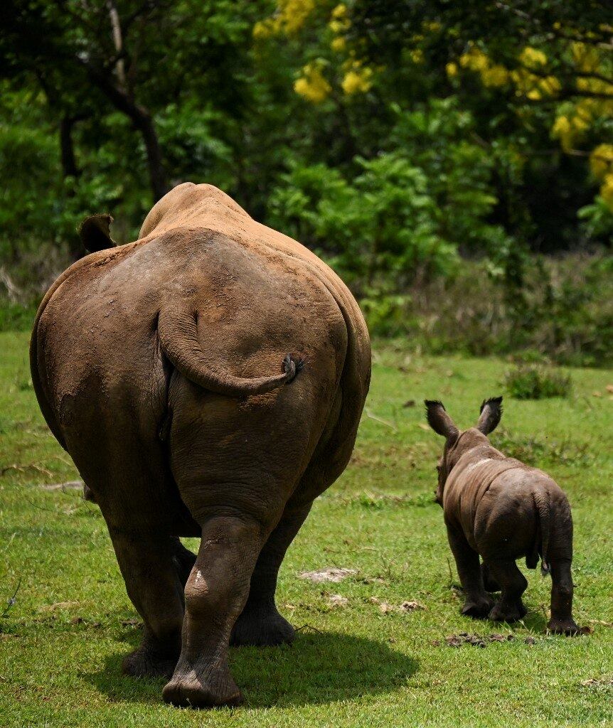 O rinoceronte-branco é a maior das cinco espécies existentes de rinocerontes e pesa um pouco mais, em média, do que um hipopótamo 
