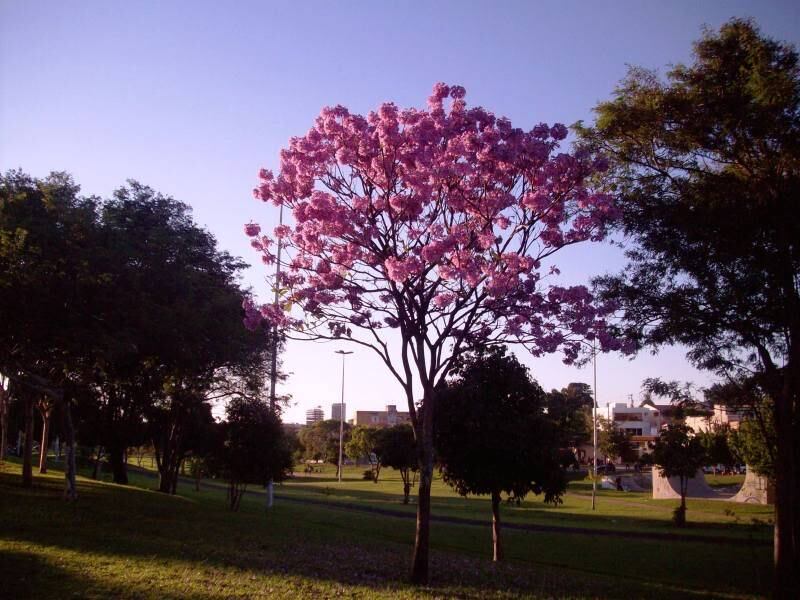 A primavera começa neste sábado (22) com tempo úmido e temperatura amena