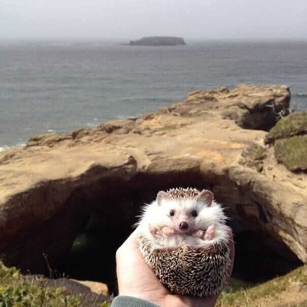 Pode ser viagens tanto nos Estados Unidos, quanto no exterior, praia ou campo... Biddy topa qualquer coisa!