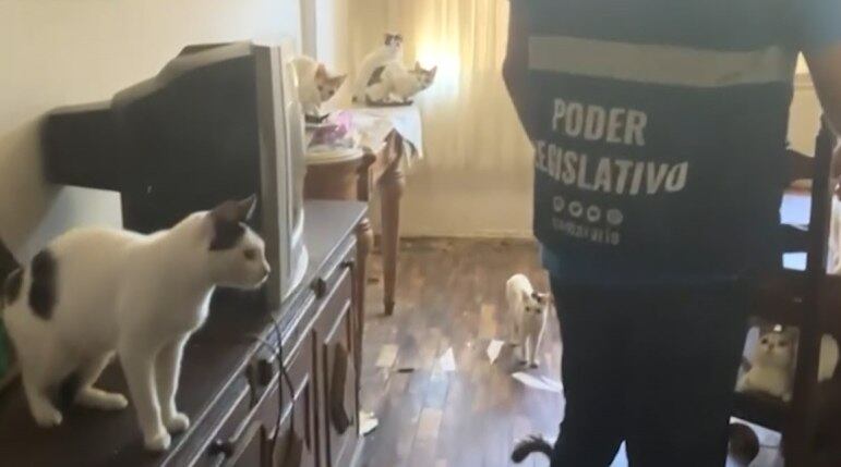 Fêmeas e filhotes foram resgatados de apartamento