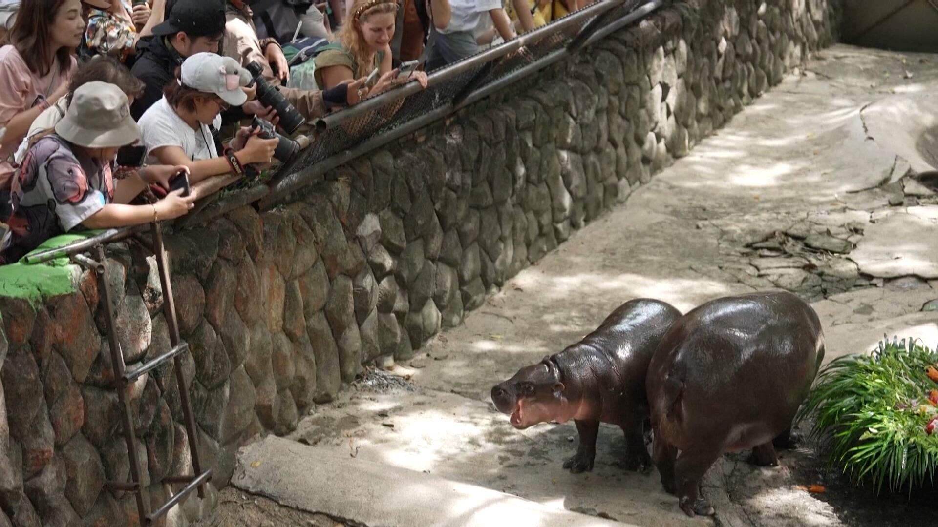 Moo Deng, hipopótamo sensação na Tailândia, tem festa de aniversário de um ano