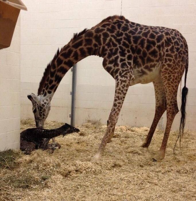 A mamãe girafa começa a acariciar o filhote, que logo responde aos estímulos