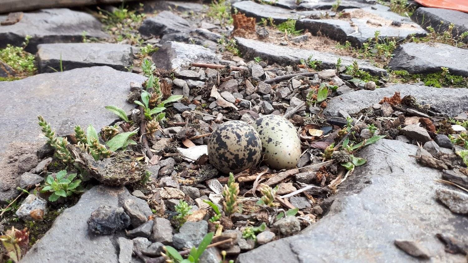 O ninho foi feito no meio da rua Crédito: Stephany Sander / Especial / CP