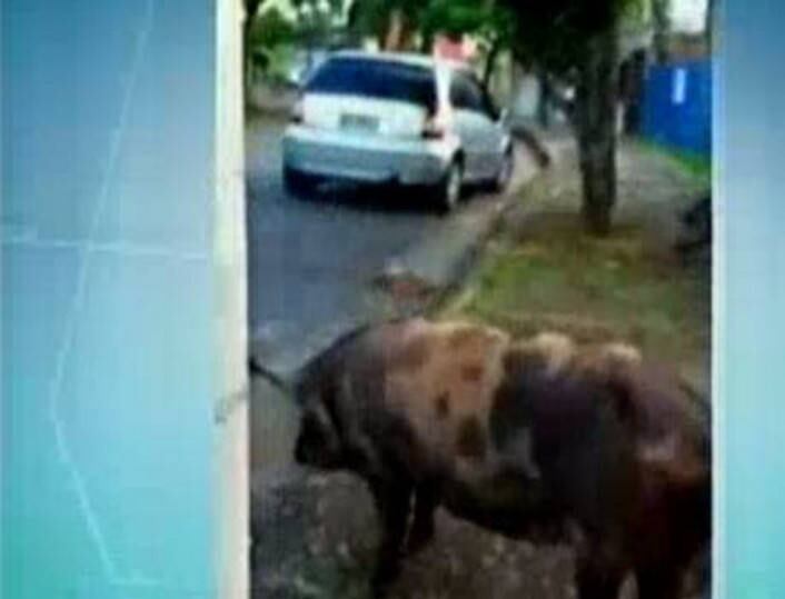 Um cinegrafista amador se divertiu com a cena e acompanhou o caminho dos "porquinhos", que fuçaram o lixo e chegaram a atrapalhar o trânsito quando decidiram atravessar a rua. O dono dos animais não foi encontrado. Ele pode ser multado por abandoná-los em via pública, já que há risco de acidentes