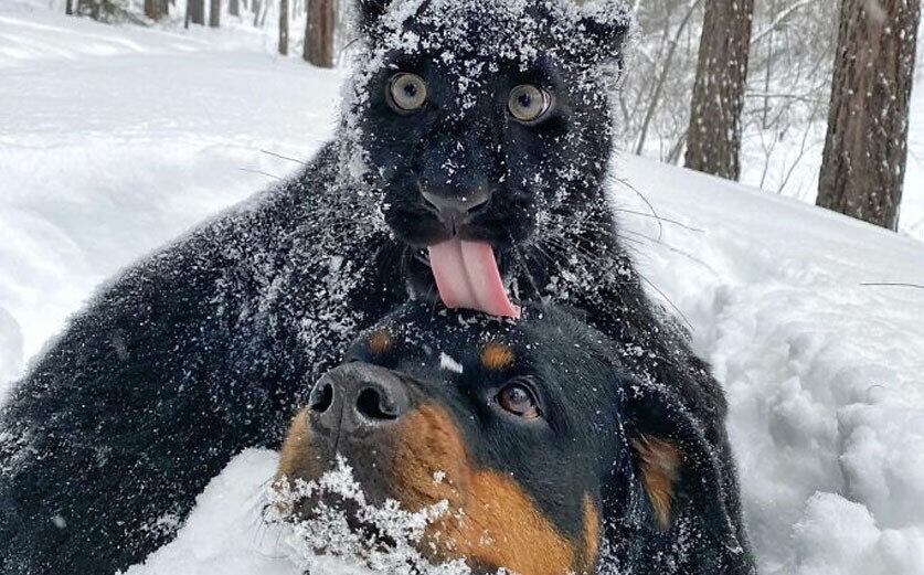 Luna e Venza formam uma dupla de amigos um pouco incomum. A pantera e o cachorro são apegados desde que a felina era apenas um filhotinho, e foi resgatada por uma influenciadora russa.


E mais: Confira amizades do reino animal que você nunca imaginou que existissem
