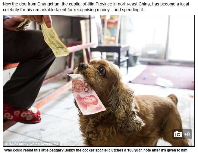 

O pequeno
Bobby é fissurado em convencer pessoas a darem esmolas para ele. Com o
dinheiro, ele abana o rabo e vai comprar comida!