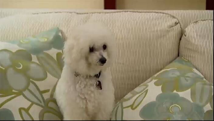 Já imaginou se hospedar em um hotel e ter um cachorro como vizinho de quarto? É o que pode acontecer com quem passa uns dias no luxuoso Copacabana Palace, na zona sul do Rio. Assista ao vídeo

