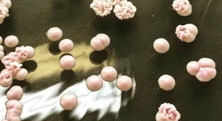 Nova cepa do fungo 'Candida parapsilosis' foi responsável por surto na Bahia