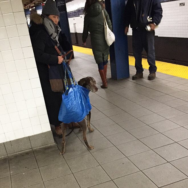 Uma norma da empresa que controla o metrô de Nova York, MTA (Metropolitan Transportation Authority), proibiu que cachorros usassem os vagões do transporte público, a não ser que estivessem "acondicionados em contêiners" ou bolsas, e que fossem acomodados sem atrapalhar as outras pessoas.

A regra, que está em vigor há mais de um ano, foi seguida, mas de forma muito bem-humorada pelos novaiorquinos
